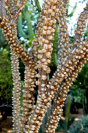 Desert Tree