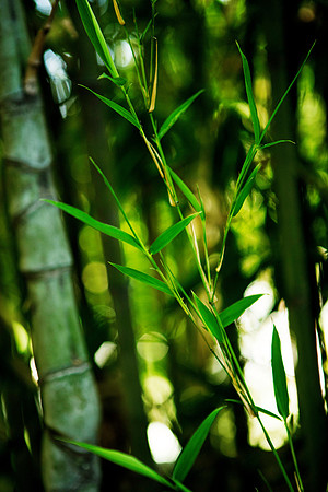 Bamboo