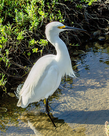 Snowy Egret