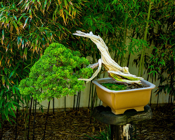 Bonsai