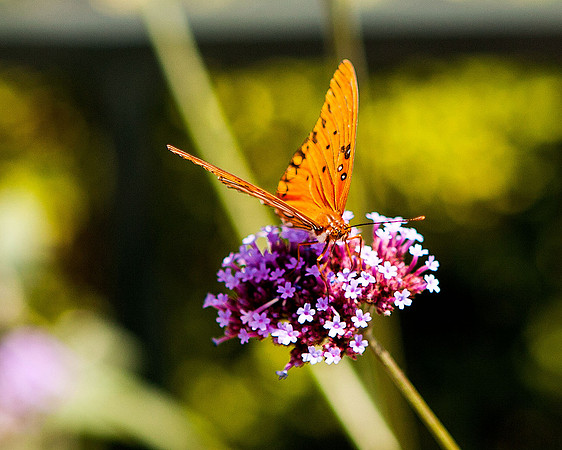 Butterfly