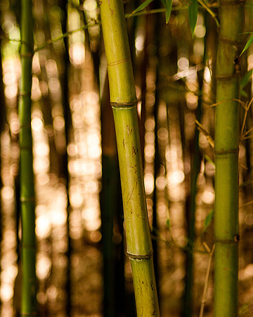Bamboo