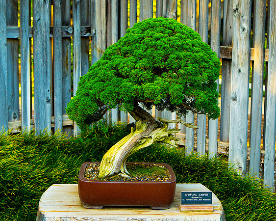Bonsai