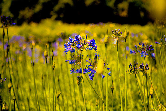Flower in A Field