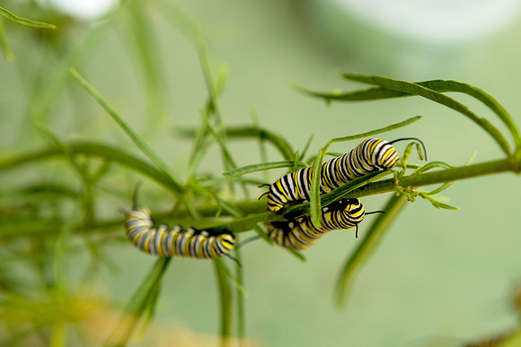 Catapellers