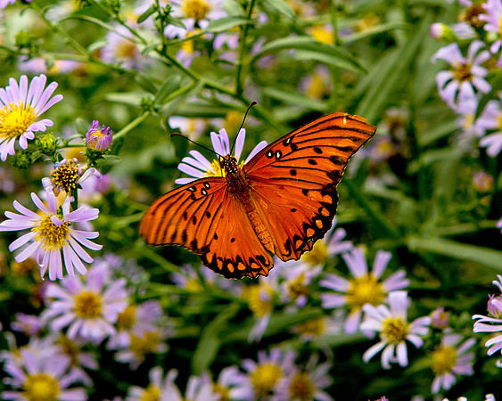 Butterfly