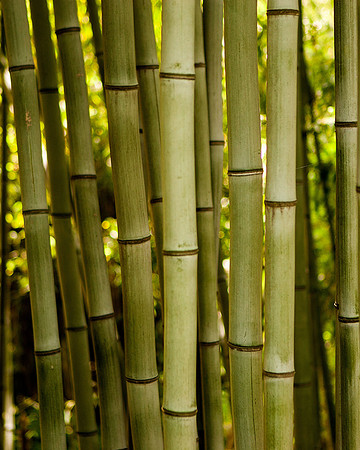 Bamboo