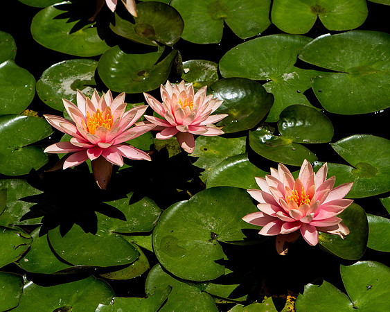 Lily Pad