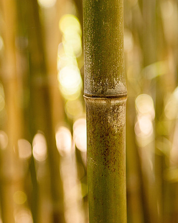 Bamboo