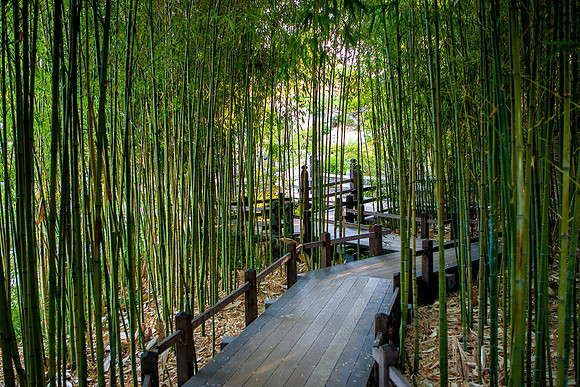 Japanese Garden Bamboo