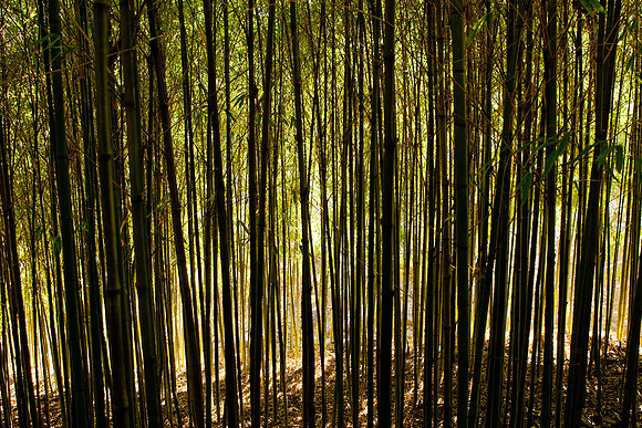 Bamboo