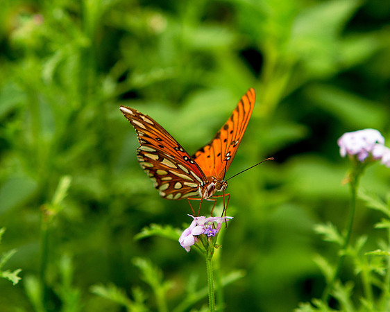 Butterfly