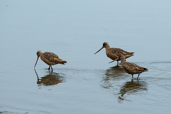 Marbled Godwits