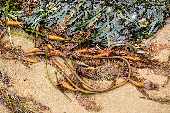 Sea Weed