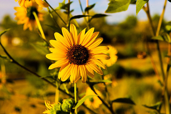 Sun Flower
